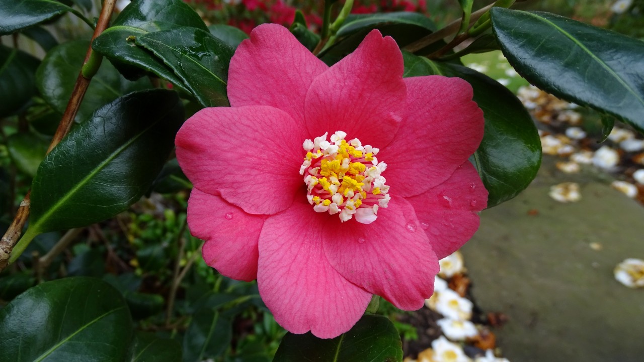 Image of C. japonica 'Marshmallow'